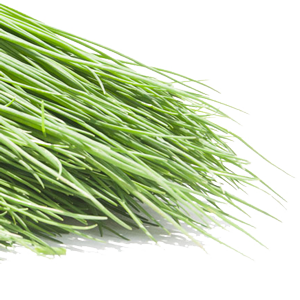 Chives
