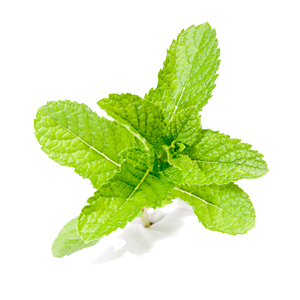 Mint