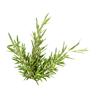 Rosemary