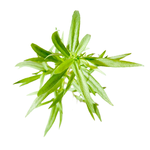 Tarragon